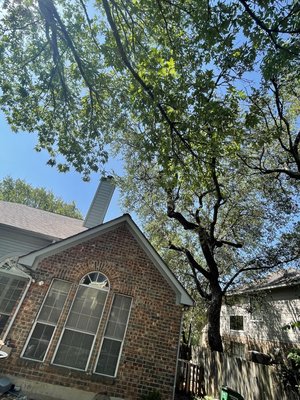 Tree pruning season - Tree service 
Is really important to do a quality tree work, that ca improve a good view.   Clearance is necessarily always to keep branches fair away from the roof line.   
Dead trees need to be removed, 
That will be safe for our neighborhood,  pets and kids.