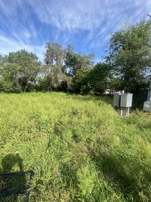 Overgrown Project - This Property was very overgrown!!! Overgrown Project - This Property was very overgrown!!!