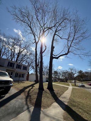 13 Oak Trims, 2 Mulberry Removals, 2 Cherry Removals - Another happy customer and some very happy trees. Trimmed every tree on the property removed 2 mulberry trees and 2 cherry trees, cut all deadwood/anything hazardous, lightened/removed leads going over the house, full clean up.