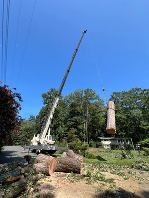 crane job - we take down any type dangerous trees. crane job - we take down any type dangerous trees.