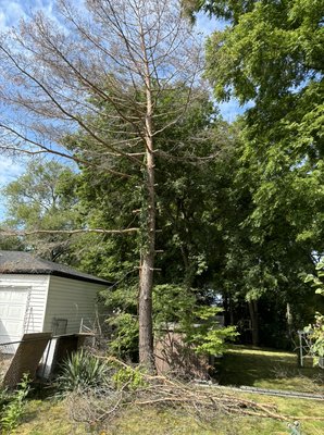 Dead red pine removal - This tree removal was done in Keswick Ontario Dead red pine removal - This tree removal was done in Keswick Ontario
