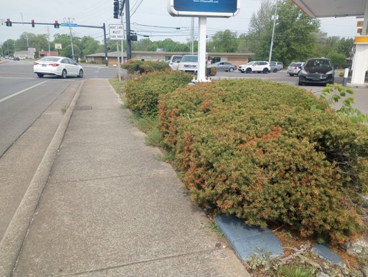 Shell Gas station flower bed install. - The flowerbed reinstallment was done at a Shells station in Murfreesboro, TN. It took us about 1day 1/2 to complete. We really enjoyed providing Services for the company. The roots were removed and the weed barriers were laid down. We installed new bushes. We cleaned up all of the excess trash and dirt. If you are a residential or a commercial property call Hathaway Today for all your needs!