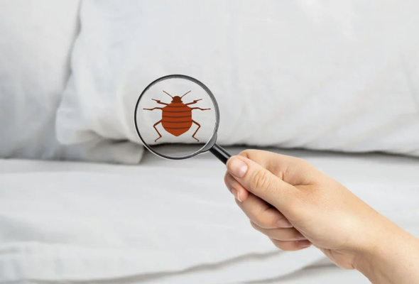 Sleep Tight, Bed Bug-Free - Are bed bugs keeping you up at night? Don't let these persistent pests disrupt your peace and comfort any longer. Our expert Bed Bug Extermination services are designed to eradicate bed bugs swiftly and effectively, so you can enjoy a good night's sleep once again.
Using the latest techniques and treatments, our skilled technicians will meticulously inspect your property to identify all bed bug hiding spots, including mattresses, furniture, and cracks in walls. We'll then implement a targeted treatment plan to eliminate bed bugs at all stages of their lifecycle. Sleep Tight, Bed Bug-Free - Are bed bugs keeping you up at night? Don't let these persistent pests disrupt your peace and comfort any longer. Our expert Bed Bug Extermination services are designed to eradicate bed bugs swiftly and effectively, so you can enjoy a good night's sleep once again.
Using the latest techniques and treatments, our skilled technicians will meticulously inspect your property to identify all bed bug hiding spots, including mattresses, furniture, and cracks in walls. We'll then implement a targeted treatment plan to eliminate bed bugs at all stages of their lifecycle.