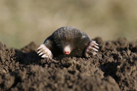 Get Rid of those Pesky Gophers and Moles Today! - Gophers and Moles are notorious for devastating Santa Barbara lawns. Call us now before they get out of hand!
Gopher and Mole Pest Control
Fast Response to prevent additional damage
Affordable monthly services available Get Rid of those Pesky Gophers and Moles Today! - Gophers and Moles are notorious for devastating Santa Barbara lawns. Call us now before they get out of hand!
Gopher and Mole Pest Control
Fast Response to prevent additional damage
Affordable monthly services available