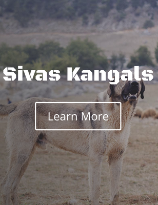 Our Page - We breed the most powerful dogs that can provide protection for your livestock and families.
Our customers are always welcome to call or chat with me to answer any questions or concerns. Our puppies are health guaranteed for any major genetic health problems. We will help connect transporters and collect estimates for transporting your dream guard dog.

We breed Sivas Kangals, Serbian Belgium Malinois, Presa Canarios, Cane Corsos, and Hybrids (The Guardian, Mayo Presa,
Askaray)