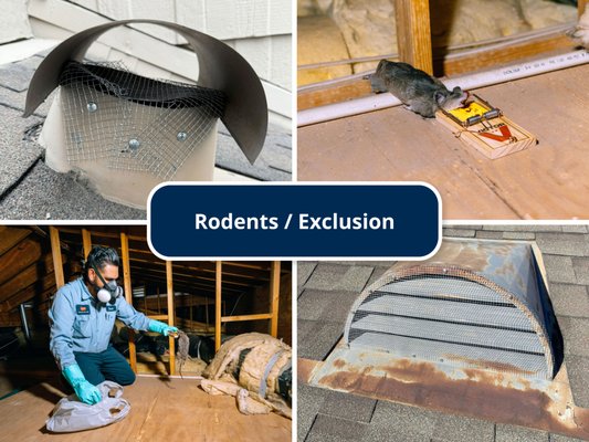 Rodents / Exclusion - Our rodent exterminators can handle Norway rats, roof rats, mice, and more with ease. Rodents / Exclusion - Our rodent exterminators can handle Norway rats, roof rats, mice, and more with ease.