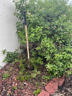 Bush removal - Bush and Crêpe myrtle removal Bush removal - Bush and Crêpe myrtle removal