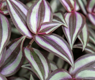 Beginner houseplants - These are very easy suggested houseplants to start your plant collection. Call us with more questions or request of information
