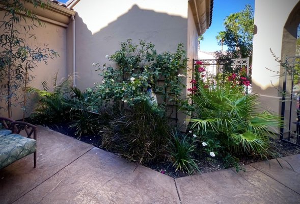 Court Yard Reset - This homeowner wanted a front yard that felt anything but desert. By carefully selecting the right plants, textures, and colors, we transformed her space into a lush tropical-inspired paradise while keeping it suitable for our climate. The result is a vibrant, welcoming landscape that feels like a vacation every time she comes home.