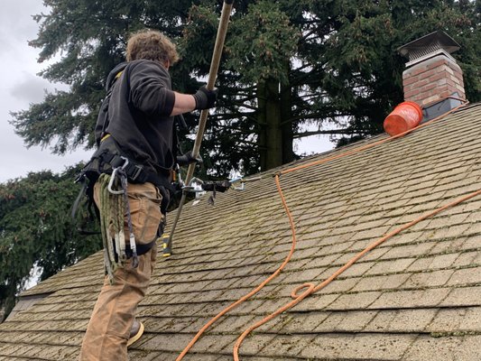 Roof Moss Removal and Treatment & Gutter Cleaning - We gently removed the clumpy moss growing on this composition roof, blew off all roof debris, cleaned out the gutters and downspouts, and applied an eco-friendly moss treatment. Roof Moss Removal and Treatment & Gutter Cleaning - We gently removed the clumpy moss growing on this composition roof, blew off all roof debris, cleaned out the gutters and downspouts, and applied an eco-friendly moss treatment.