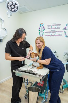 Pet Dental Care - You love your pet like family—keep them smiling with healthy teeth! Dental disease in pets is more common than you think. Studies have shown that 70-80% of cats & dogs have signs of dental disease by age 3. At advanced stages, dental disease leads to pain, tooth loss, reduced quality of life, and liver, kidney, and heart problems. Routine dental care, including at-home brushing and regular professional cleanings, are essential to your animal family member’s overall wellness. Pilina Vet's gentle & caring veterinary staff perform pet dentals every single week. Pet Dental Care - You love your pet like family—keep them smiling with healthy teeth! Dental disease in pets is more common than you think. Studies have shown that 70-80% of cats & dogs have signs of dental disease by age 3. At advanced stages, dental disease leads to pain, tooth loss, reduced quality of life, and liver, kidney, and heart problems. Routine dental care, including at-home brushing and regular professional cleanings, are essential to your animal family member’s overall wellness. Pilina Vet's gentle & caring veterinary staff perform pet dentals every single week.