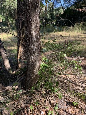 Clear brush and debris removal - This job was completed through an out of town customer. With 1000 miles between, we bid the job, wrote up an estimate and completed the work with out customer ever stepping foot on the property. We strive for repeat customers!