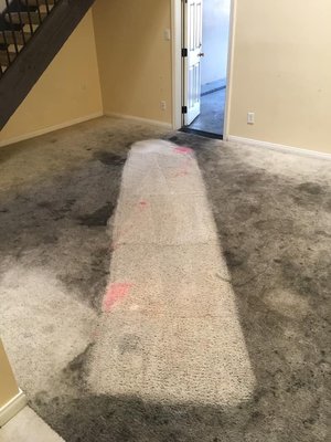Genuine Stain Removal - This is our specialty. We use the best chemicals in the industry to ensure safe and proper stain removal and the best carpet cleaning or upholstery cleaning possible. And don't worry, we got the red out, too! Genuine Stain Removal - This is our specialty. We use the best chemicals in the industry to ensure safe and proper stain removal and the best carpet cleaning or upholstery cleaning possible. And don't worry, we got the red out, too!