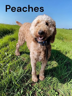 Fall Litters 2026 - We are expecting several litters this fall! Check out our website for details. Fall Litters 2026 - We are expecting several litters this fall! Check out our website for details.