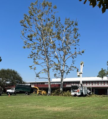 Tree Trimming - We offer a variety a of services, one of them being tree trimming. Gives us a call today to get your free estimate. Tree Trimming - We offer a variety a of services, one of them being tree trimming. Gives us a call today to get your free estimate.