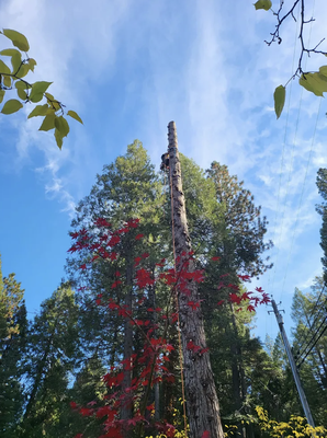 Tree Removal - 🌳 When Trees Gotta Go, Call the Pros! 🌳
From towering oaks to stubborn stumps, we bring precision, safety, and speed to every tree removal job. Whether it’s storm damage cleanup or clearing space for something new, our expert crew delivers flawless results that leave your yard spotless and stress-free. Trusted, licensed, and insured — we don’t just cut trees, we raise the bar. Tree Removal - 🌳 When Trees Gotta Go, Call the Pros! 🌳
From towering oaks to stubborn stumps, we bring precision, safety, and speed to every tree removal job. Whether it’s storm damage cleanup or clearing space for something new, our expert crew delivers flawless results that leave your yard spotless and stress-free. Trusted, licensed, and insured — we don’t just cut trees, we raise the bar.