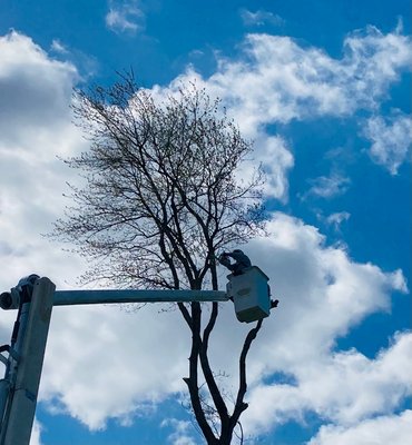 Maple and Oak! - Tree removal and deadwood cleaning Maple and Oak! - Tree removal and deadwood cleaning
