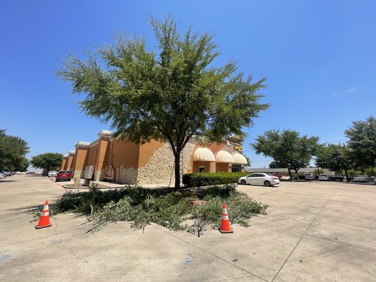 Tree service shopping center - We worked for 2 days doing a tree trimming and cleaning for 15 trees, plus we removed a complete tree in front of a coffe shop to prevent an accident, job was done in tollway and frankford rd