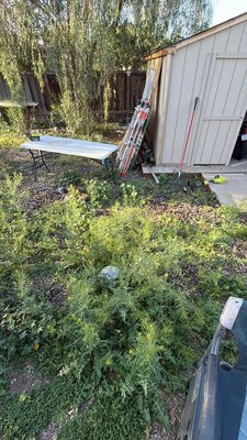 Weed Removal - The customer called wanting the weeds removed from the backyard.