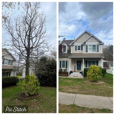 04/04/24 - Removed couple tree yesterday also grind some stumps