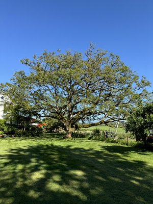Tree Trimming and Pruning - We offer many services, we offering trimming services for large trees as well as ornamental trees.  We offer hedge trimming services.