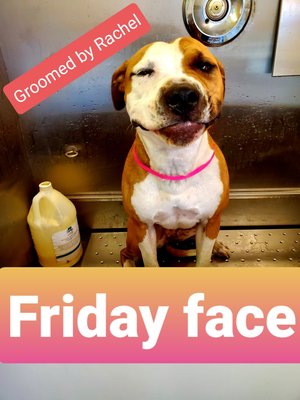 Mobile Dog Grooming Prices - We offer 2 services a Bath & Tidy and Full Grooming which price are starting at and can change sure to condition, size and breed of your dog. You can book online on our website.

Bath & Tidy is a bath, brush, nails, glands, ears and light trim if needed on paw pads and sanitary cut.
1lbs-30lbs=$45+  31lbs-60lbs=$65+    61lbs-100lbs=$80+

Full Grooming is a haircut, bath, nails, glands and ears:
1lbs-30lbs=$75+  31lbs-60lbs=$100+    61lbs-100lbs=$120+
