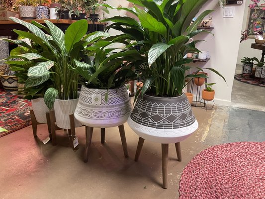 Plants, Home Decor & Holiday Shopping - Tansy is open with all safety precautions in place, OR shop online!! We offer curbside pickup, private shopping appointments and shipping nationwide.
Celebrating eclectic plants, planters, home decor and ALL holidays!