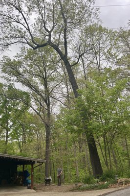 Tree Removal - This tree looked questionable and was leaning over their home. We are glad we could safely remove the tree and leave their yard clean, secure and looking great.
