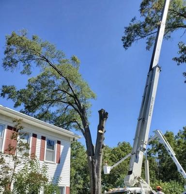 Crane Tree Removal Services - Crane Tree Removal Services Crane Tree Removal Services - Crane Tree Removal Services