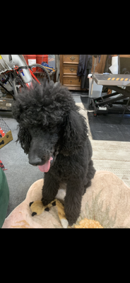 Artemus before and after - Artemus is very regular (he sees us every 3 weeks) so he is able to have a longer, fuller coat Artemus before and after - Artemus is very regular (he sees us every 3 weeks) so he is able to have a longer, fuller coat