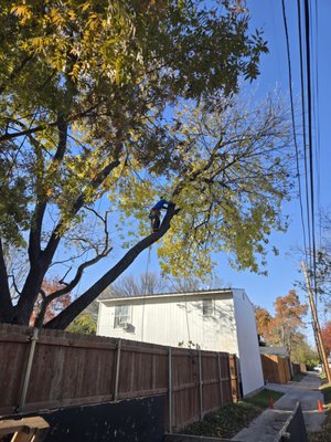 branch removal - Elimination of branches that extended towards the power lines and posed a danger.