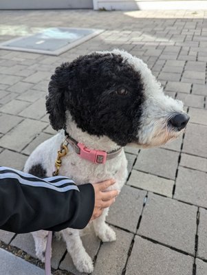 LA Pet Sitting & Dog Walking provides personalized care for every pet’s unique personality. - Meet Pepper, the beautiful Portuguese Water Dog!

Pepper is a little shy at first, but she’s been warming up to her caregiver, Javier, one walk at a time. Building trust and comfort is part of every visit, and we’re so proud of her progress.