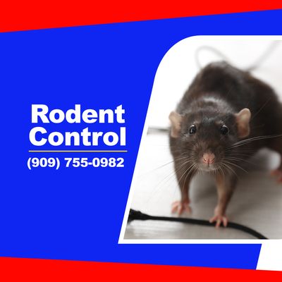 Rodent Control - Fast arrival and effective prevention for rodent removal services. Schedule for an appointment today: 909-755-0982 Rodent Control - Fast arrival and effective prevention for rodent removal services. Schedule for an appointment today: 909-755-0982