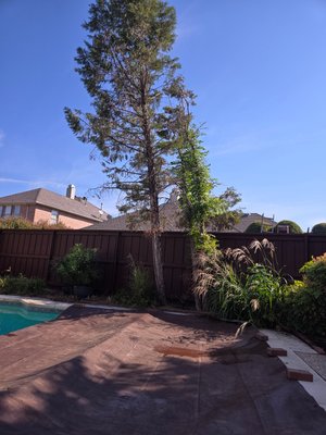 TREE REMOVAL - you have a tree nearby and it is damaging your pool, we can help you whit that