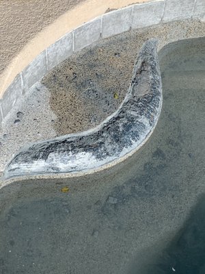 Rolled Bond Beam Pebble Repair - This pool has what was a very popular design feature years back, which is called a rolled bond beam.  It is where the pebble tec rolls up out of the pool water and creates the bond beam.  It is very common for these areas to develop cracks and even large pieces to break and fall off.  1st we will match the correct pebble tec color and then repair the spots that need repair.