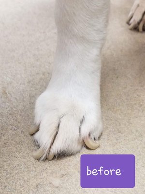 Nail trim before/after - Much better! Nail trim done by Vickie
