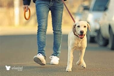 Dog Walking - Dog walking service offers personalized walks tailored to your pet’s needs. 

As an experienced dog walker I can ensure your dog gets the exercise and attention they deserve, promoting their physical and mental well-being while you are away.