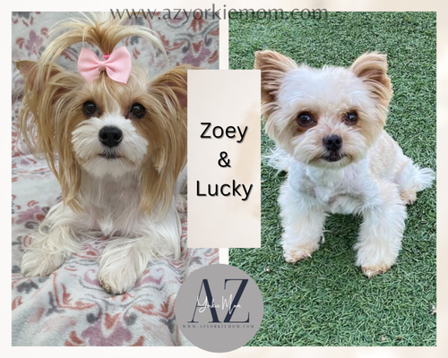 Upcoming Yorkie litters - We have 2 upcoming litters in September and October of 2023. Please visit our website and join our wait-list to get a fur baby of your own. Parti-Yorkie and Traditional. Upcoming Yorkie litters - We have 2 upcoming litters in September and October of 2023. Please visit our website and join our wait-list to get a fur baby of your own. Parti-Yorkie and Traditional.