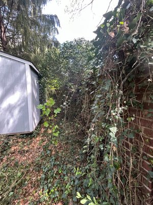 Invasive Species Removal - Overgrown vines or invasive plants taking over your yard? Our Certified Arborists safely remove invasive species like English ivy, wisteria, honeysuckle, and much more — without harming your trees or the plants you want to keep.
Using careful, science-based methods, we clear problem areas, free up tree canopies, and restore access to your outdoor spaces. Invasive Species Removal - Overgrown vines or invasive plants taking over your yard? Our Certified Arborists safely remove invasive species like English ivy, wisteria, honeysuckle, and much more — without harming your trees or the plants you want to keep.
Using careful, science-based methods, we clear problem areas, free up tree canopies, and restore access to your outdoor spaces.