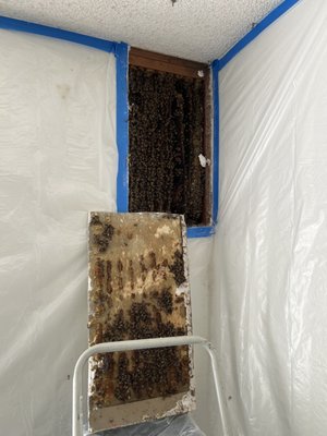 Structural bee removal - Experience matters.  With years of experience removing bees I am able to quickly evaluate the situation and give you the best options for removing the bees safely and getting your home back to normal.