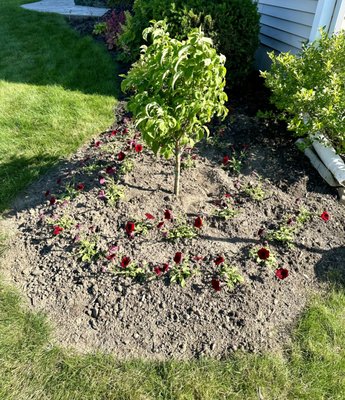 Home Garden - This home garden had lots of work for out team! The family had a beautiful garden that. was too much work to reset themselves after the spring growth. That's where Green Thumb Fellas came in!
We set the garden edges, weeded, and mulched their entire garden! Home Garden - This home garden had lots of work for out team! The family had a beautiful garden that. was too much work to reset themselves after the spring growth. That's where Green Thumb Fellas came in!
We set the garden edges, weeded, and mulched their entire garden!