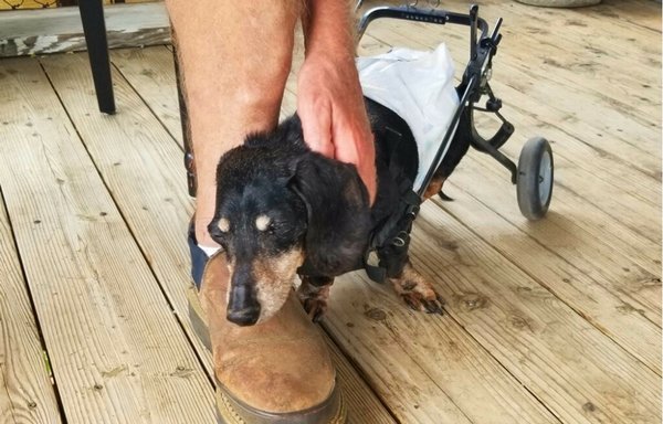 I think I have the best job ever! - At The Most Loving Pet Sitter I think I have the most loving pets anyone could sit for! They make it easy for me to love them, because they're so lovable, so funny, and such enjoy to be around!!