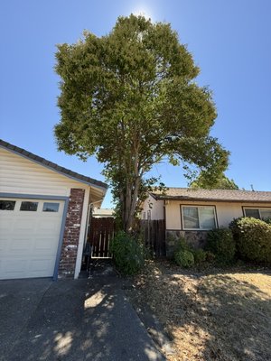 Tree removal - Arellano landscaping
"-Lawn maintenance
-Sprinkler repair -Sod installs -Clean ups -Rock installs -Gutter cleaning
-Hauling services -Fence construction" Free estimate Call 2094050273 TEL
(209)-405-0273