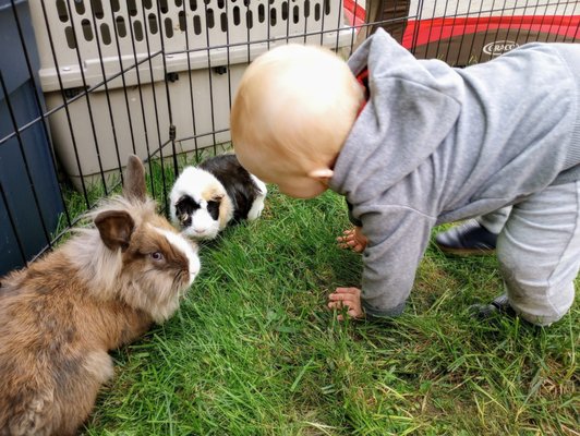 Mini Petting Zoos! - Our Mini Petting Zoo is a fabulous economical option, with a focus on small and baby animals that won't break the bank! Sometimes young children feel intimidated by the larger animals, so our Mini Zoos are a great alternative!