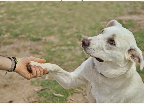 Boarder Training - This is our all-inclusive and most comprehensive package.  It includes a two week stay with us and our complete training implementation for your dog.  Upon return of your loved one we will go over all the pertinent information needed for training success! Also included is one future return visit to your home to firm up any aspects of the training still missing in addition to training support for the life of your dog.