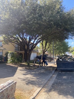 Trimmed live oaks! - Trimmed and cleaned live oaks! Trimmed live oaks! - Trimmed and cleaned live oaks!