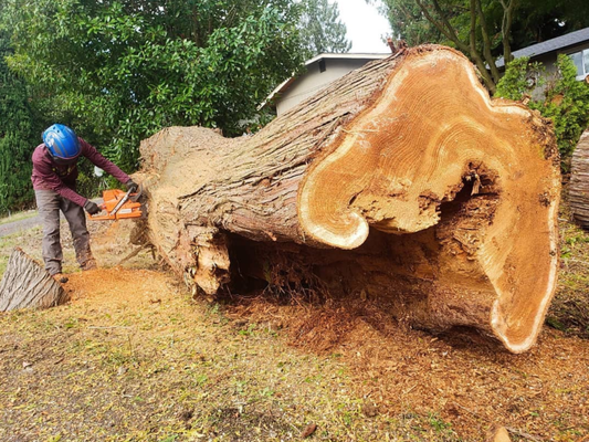 Tree Removal - Trees of all sizes and shapes! Hire the best and forget the rest! Tree Removal - Trees of all sizes and shapes! Hire the best and forget the rest!