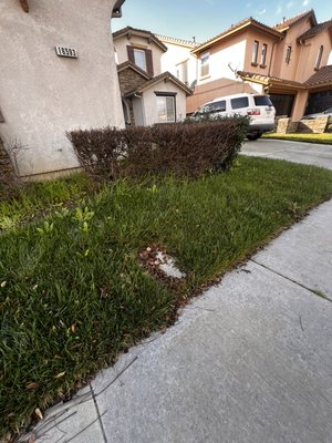 One time yard clean up ! - This was a one time clean up customer hadn’t had his yard cleaned up for a while and decided to change that so we fix it and left it as new ! One time yard clean up ! - This was a one time clean up customer hadn’t had his yard cleaned up for a while and decided to change that so we fix it and left it as new !