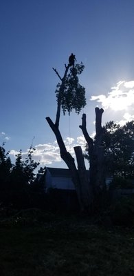 Tree Removal - We removed a large Cottonwood tree that had spars breaking and damaging neighbors properties. Tree Removal - We removed a large Cottonwood tree that had spars breaking and damaging neighbors properties.