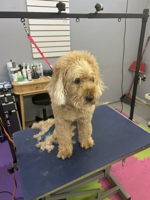 Dog grooming before and after on Luca a golden doodle - This groom was done on a Goldendoodle that comes to us every six to eight weeks for grooming